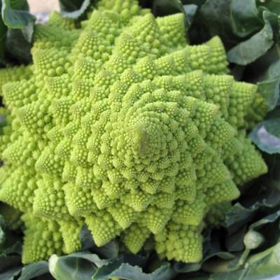Cavolo Romanesco bio