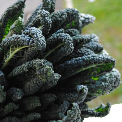 Cavolo Nero Bio*