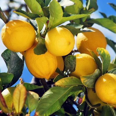 Limoni Bio