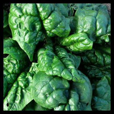 Spinaci 