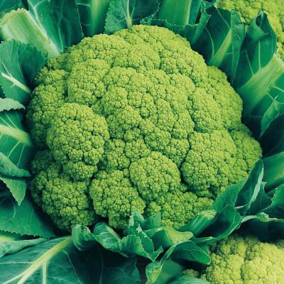 Cavolfiore Verde  bío*